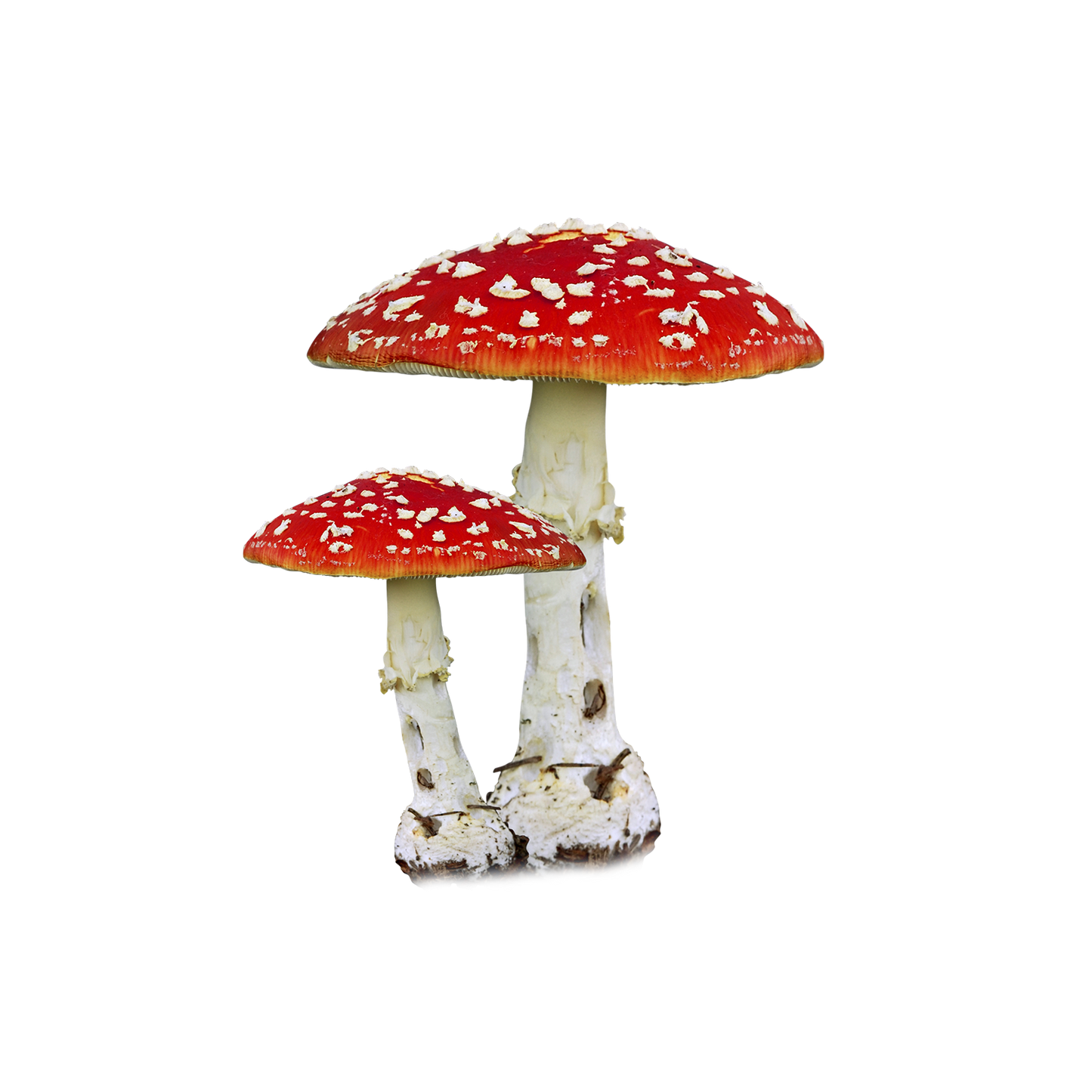 Enchanted AMANITA - Trial Pack