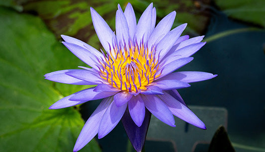 Blue Lotus in Ritual and Ceremony