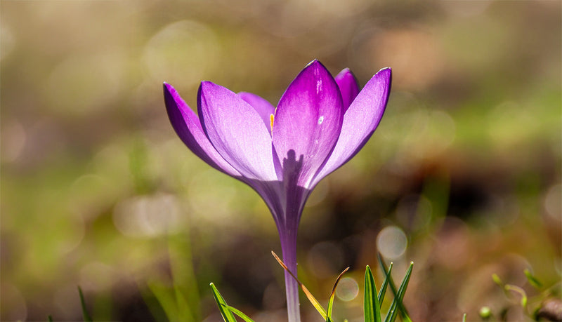 Saffron, Mood & Modern Wellbeing: Exploring One of Nature's Most Precious Medicines