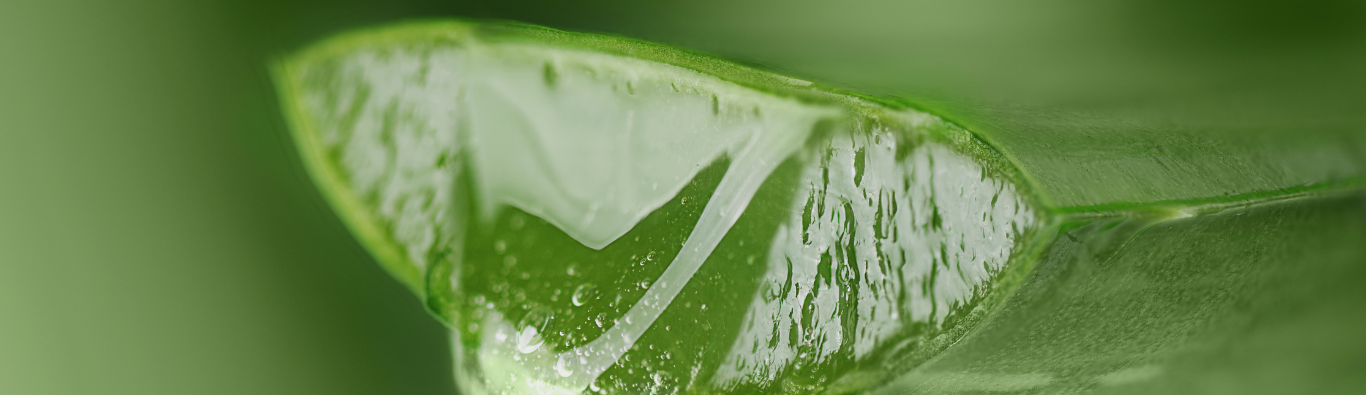 ALOE VERA