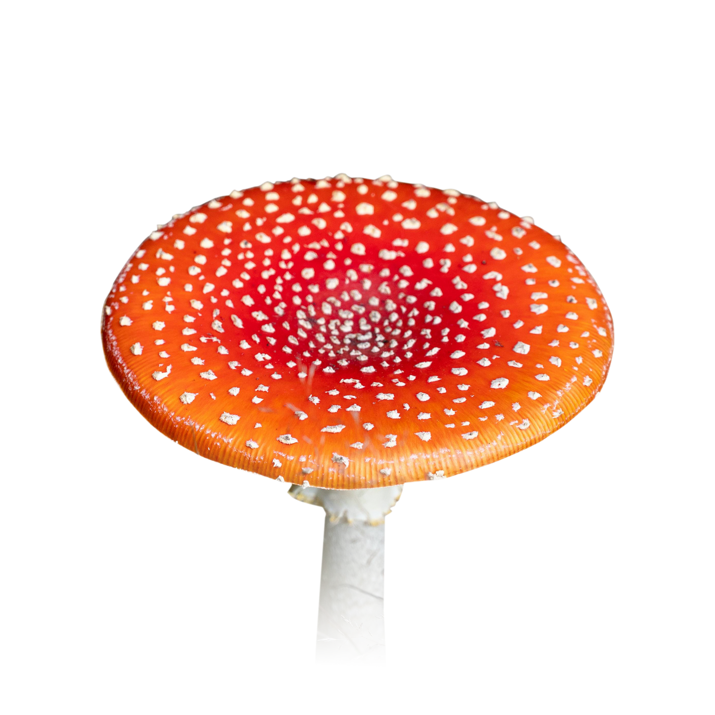 Amanita Mushroom Course
