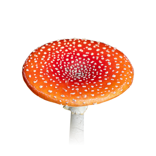 Amanita Mushroom Course