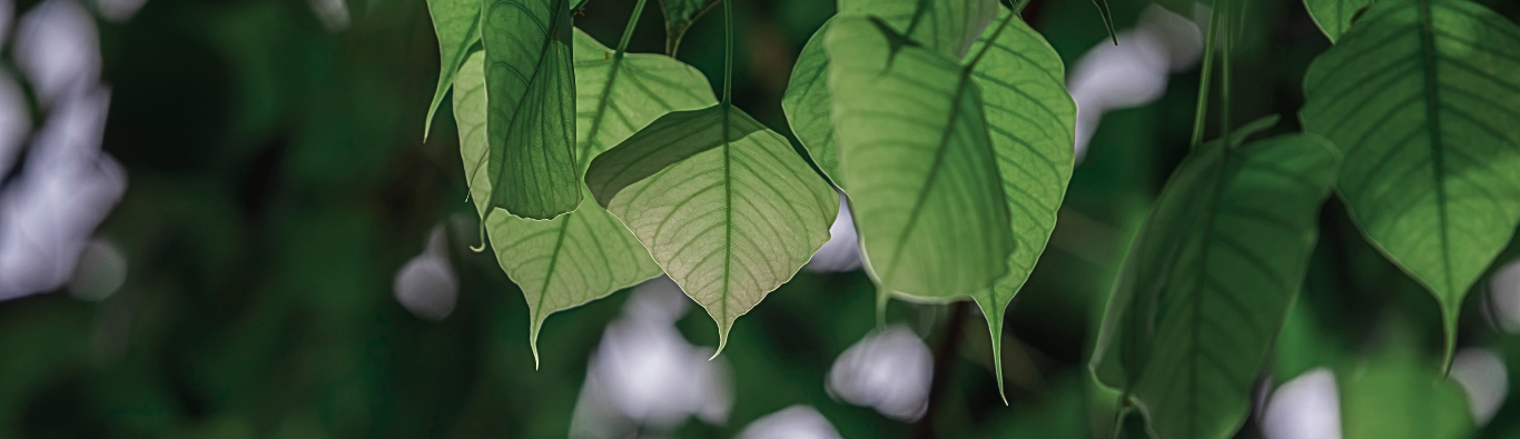 BODHI TREE EXTRACT