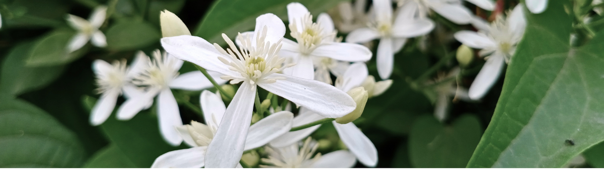 JASMINE