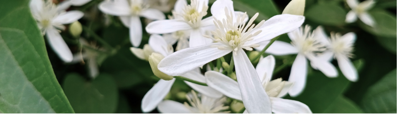 JASMINE
