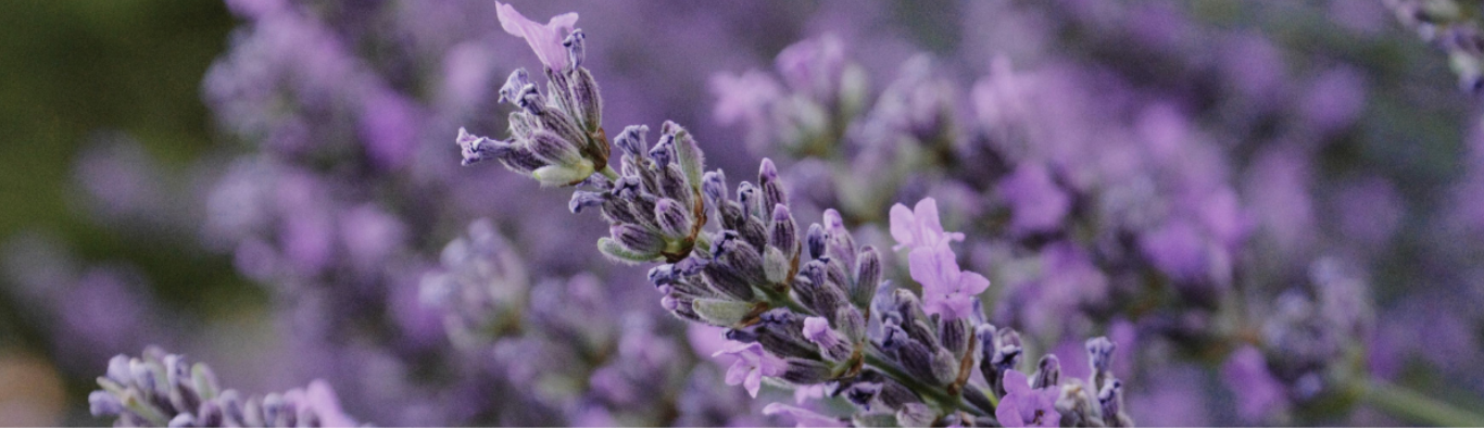 LAVENDER