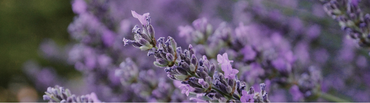 LAVENDER