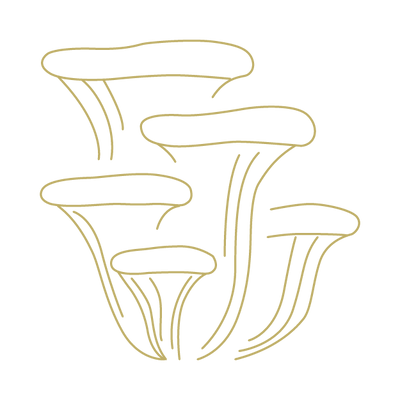 Oyster Mushroom