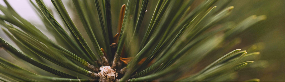 PINE NEEDLE