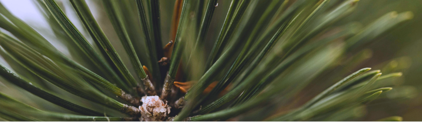 PINE NEEDLE