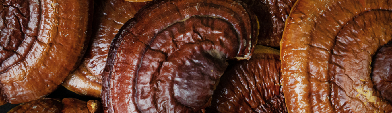 REISHI SPORE