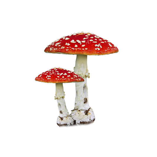 Enchanted AMANITA - Trial Pack